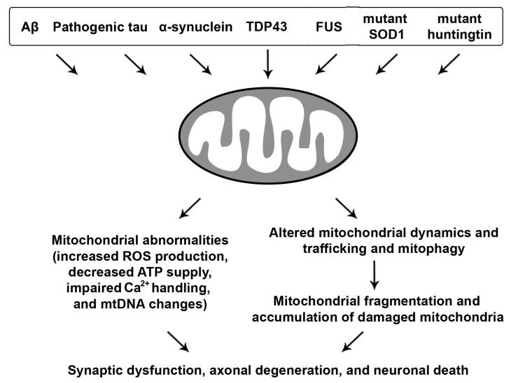 https://cdn.ncbi.nlm.nih.gov/pmc/blobs/1acf/7017092/743a69287de9/cells-09-00150-g003.jpg