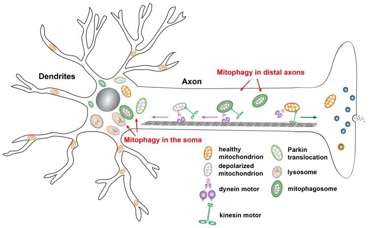 https://cdn.ncbi.nlm.nih.gov/pmc/blobs/1acf/7017092/87b793799785/cells-09-00150-g002.jpg