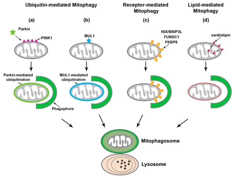 https://cdn.ncbi.nlm.nih.gov/pmc/blobs/1acf/7017092/bde6516b7cd7/cells-09-00150-g001.jpg