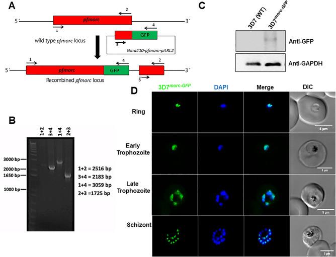 https://cdn.ncbi.nlm.nih.gov/pmc/blobs/1ad6/7820235/799f13680617/41598_2021_81235_Fig1_HTML.jpg