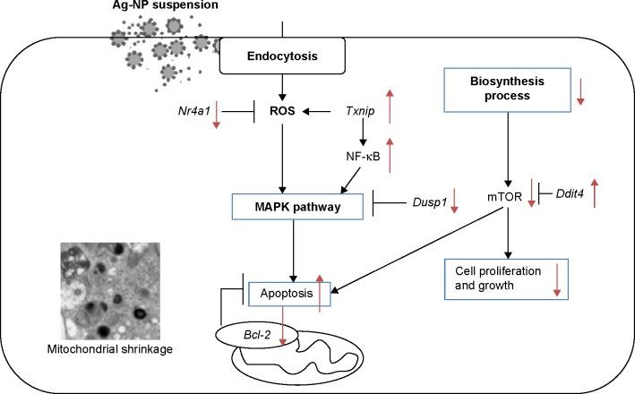 https://cdn.ncbi.nlm.nih.gov/pmc/blobs/1ae6/4598217/c4f8bc7665af/ijn-10-6105Fig8.jpg
