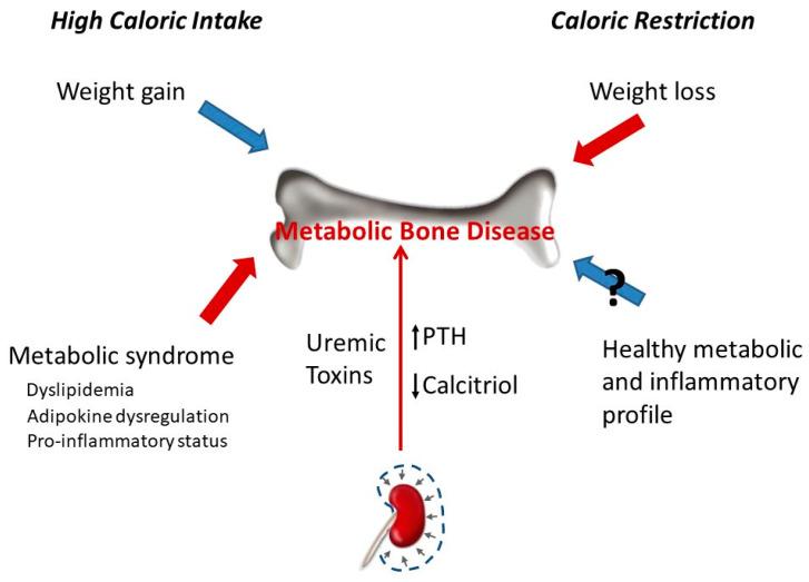 https://cdn.ncbi.nlm.nih.gov/pmc/blobs/1aec/7822489/434ea8bbec44/nutrients-13-00018-g004.jpg