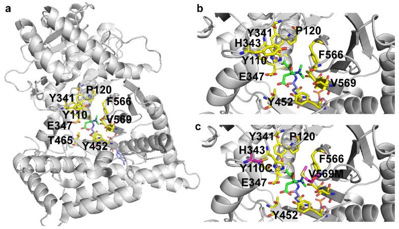 https://cdn.ncbi.nlm.nih.gov/pmc/blobs/1b10/9182050/368d7ed13cbd/molecules-27-03494-g005.jpg