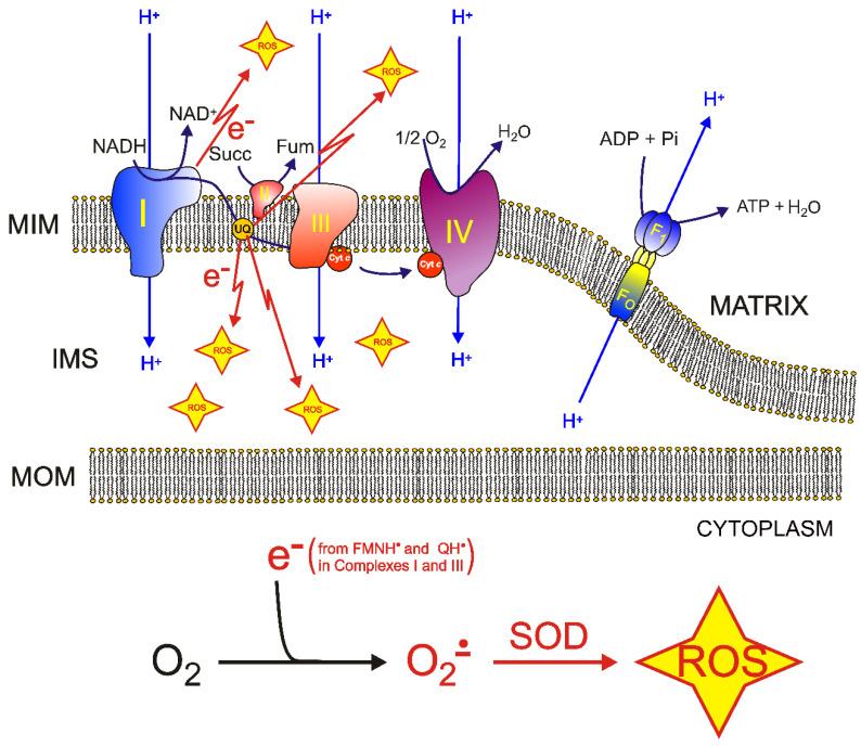 https://cdn.ncbi.nlm.nih.gov/pmc/blobs/1b10/9182050/8c5d5c8767de/molecules-27-03494-g003.jpg