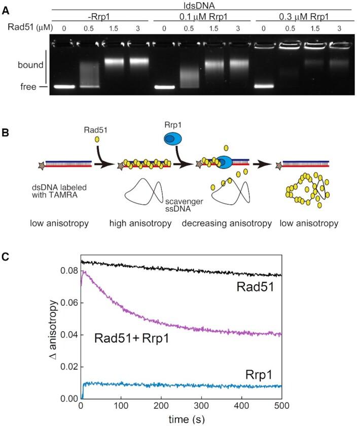https://cdn.ncbi.nlm.nih.gov/pmc/blobs/1b27/8266636/c74c35336d0d/gkab511fig4.jpg