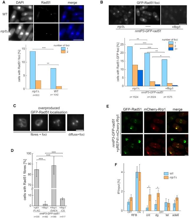 https://cdn.ncbi.nlm.nih.gov/pmc/blobs/1b27/8266636/fc6e164b4dc8/gkab511fig2.jpg