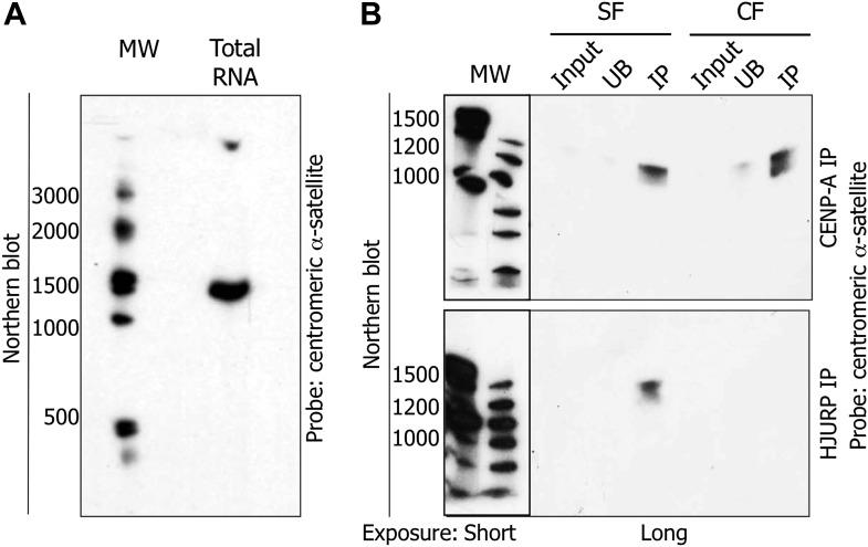 https://cdn.ncbi.nlm.nih.gov/pmc/blobs/1b70/4145801/04a2a29524fc/elife-03254-fig4.jpg