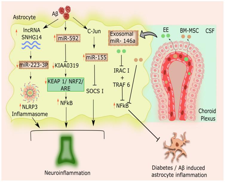 https://cdn.ncbi.nlm.nih.gov/pmc/blobs/1b8c/9776935/4e0bd0bac17a/cells-11-04111-g003.jpg