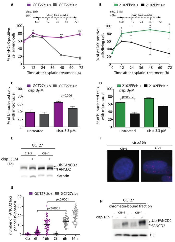 https://cdn.ncbi.nlm.nih.gov/pmc/blobs/1bbd/7917736/b64d1db11ae0/cancers-13-00787-g001.jpg