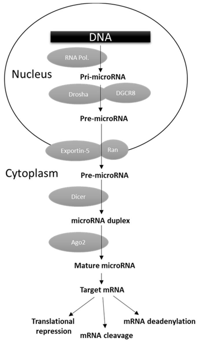 https://cdn.ncbi.nlm.nih.gov/pmc/blobs/1bff/8582937/ca5565cd3da8/cancers-13-05567-g001.jpg