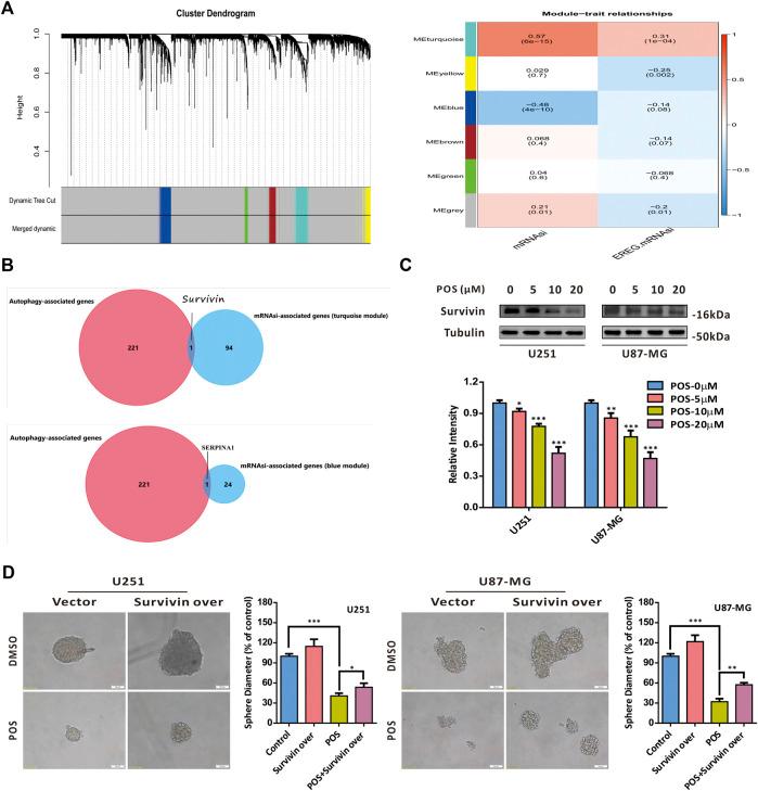 https://cdn.ncbi.nlm.nih.gov/pmc/blobs/1c13/9403519/7230b43adc00/fphar-13-905082-g005.jpg