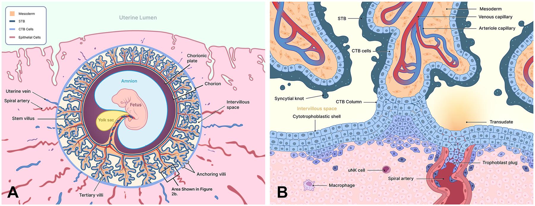 https://cdn.ncbi.nlm.nih.gov/pmc/blobs/1c16/12418271/dea90c379875/nihms-2102320-f0002.jpg