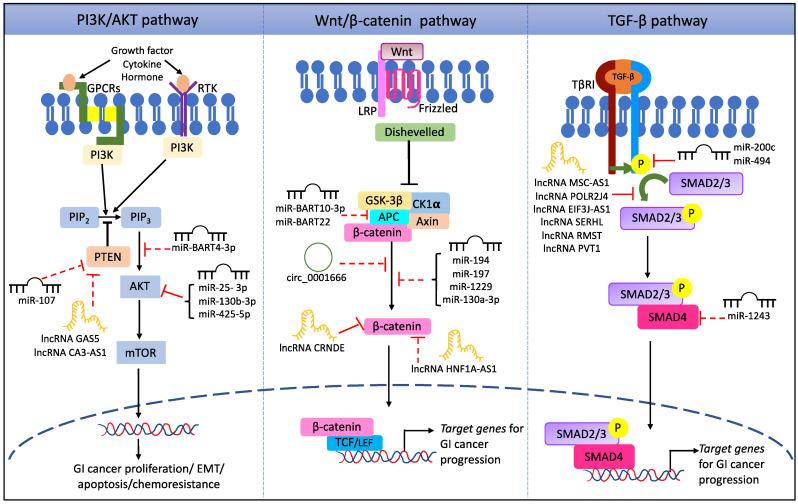 https://cdn.ncbi.nlm.nih.gov/pmc/blobs/1c16/9367924/678c36b619af/cells-11-02448-g001.jpg