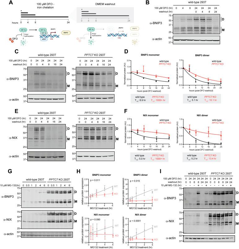 https://cdn.ncbi.nlm.nih.gov/pmc/blobs/1c23/11239977/43453f9329b6/LSA-2024-02765_Fig2.jpg