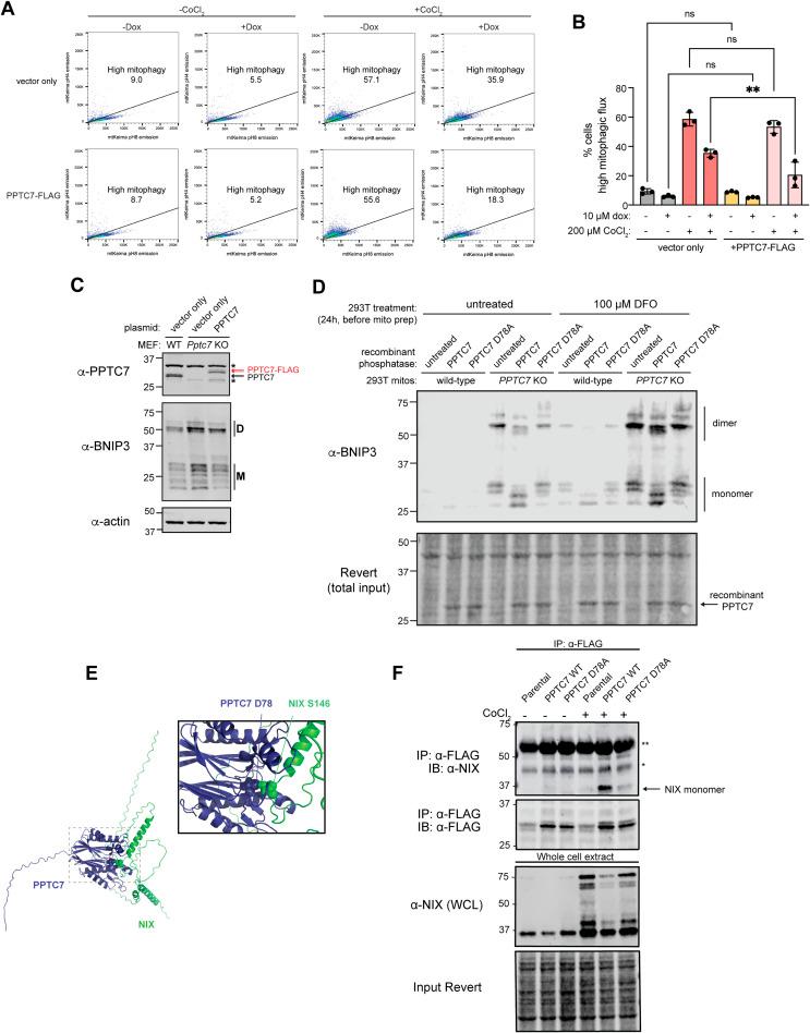 https://cdn.ncbi.nlm.nih.gov/pmc/blobs/1c23/11239977/974880c43e30/LSA-2024-02765_FigS3.jpg