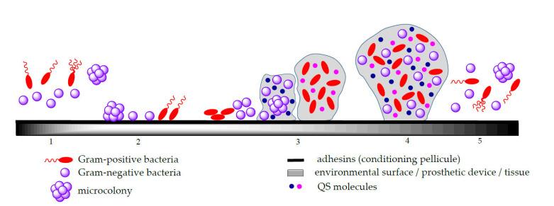 https://cdn.ncbi.nlm.nih.gov/pmc/blobs/1c4f/8838073/5da3eb64bf07/molecules-27-00758-g001.jpg