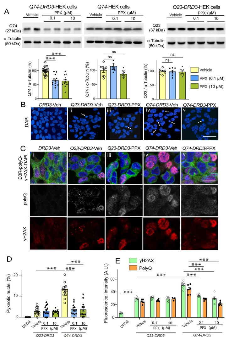 https://cdn.ncbi.nlm.nih.gov/pmc/blobs/1c58/12071662/14cc1a69b551/cells-14-00652-g005.jpg