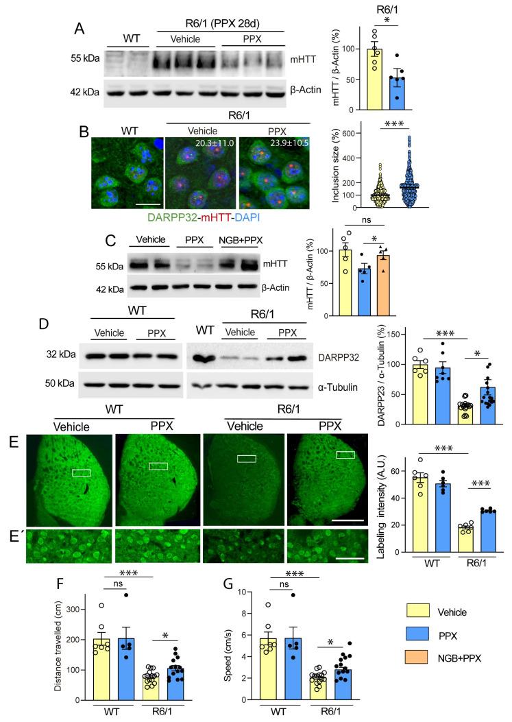 https://cdn.ncbi.nlm.nih.gov/pmc/blobs/1c58/12071662/b3a876a44b71/cells-14-00652-g004.jpg