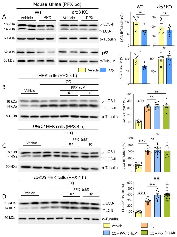 https://cdn.ncbi.nlm.nih.gov/pmc/blobs/1c58/12071662/e2debd05e7a9/cells-14-00652-g001.jpg