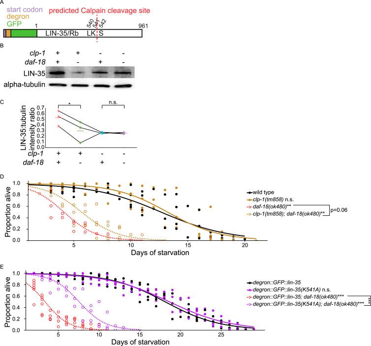 https://cdn.ncbi.nlm.nih.gov/pmc/blobs/1c68/11979363/05d670b4b3a4/LSA-2024-03147_Fig5.jpg