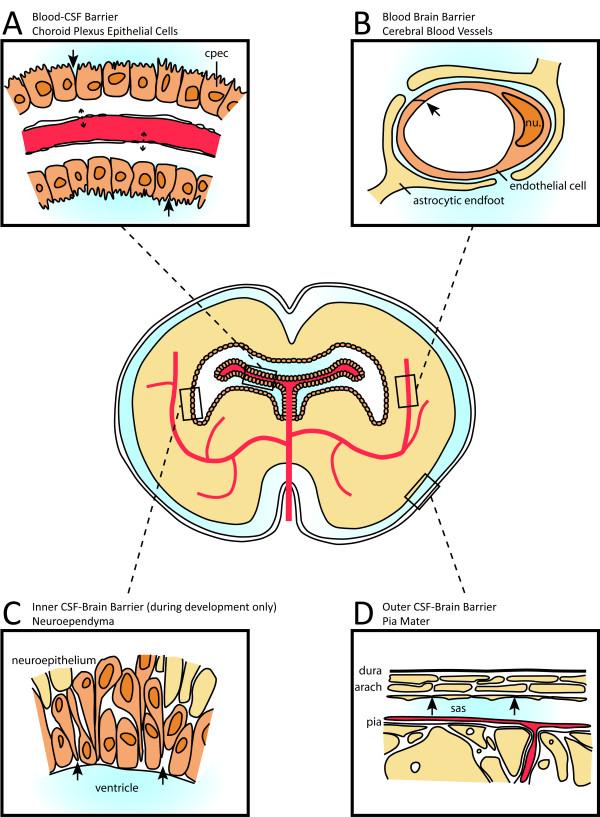 https://cdn.ncbi.nlm.nih.gov/pmc/blobs/1c74/3039834/f3863b1584df/2045-8118-8-2-1.jpg
