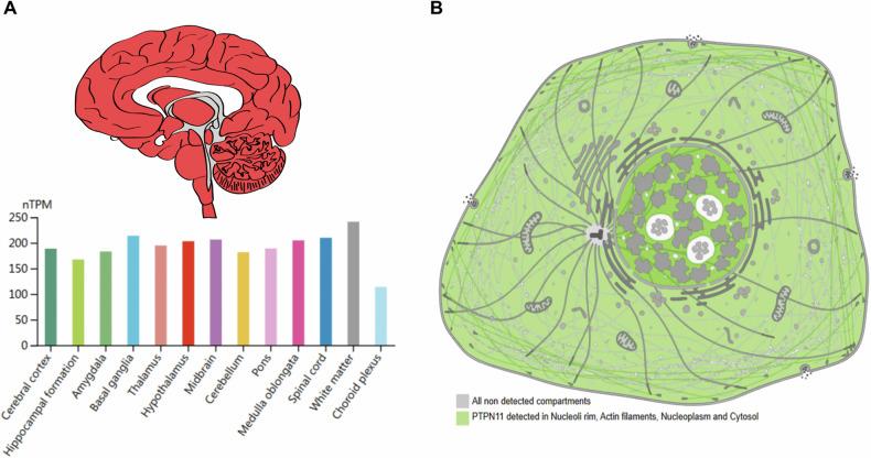 https://cdn.ncbi.nlm.nih.gov/pmc/blobs/1c8e/11724000/5e92fc1bc5a3/41398_2024_3222_Fig1_HTML.jpg