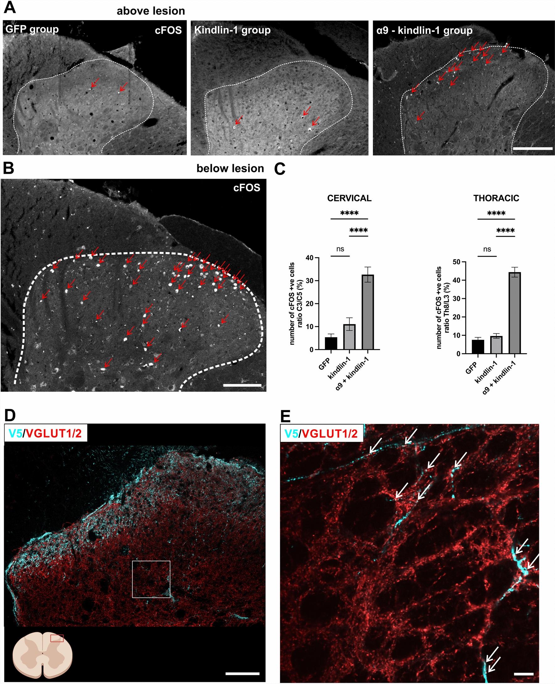https://cdn.ncbi.nlm.nih.gov/pmc/blobs/1ca5/12048928/0c6559c9f5b3/40478_2025_1995_Fig7_HTML.jpg