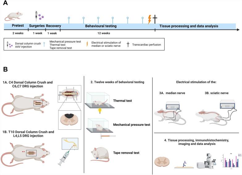 https://cdn.ncbi.nlm.nih.gov/pmc/blobs/1ca5/12048928/494e2e9ea9a8/40478_2025_1995_Fig1_HTML.jpg