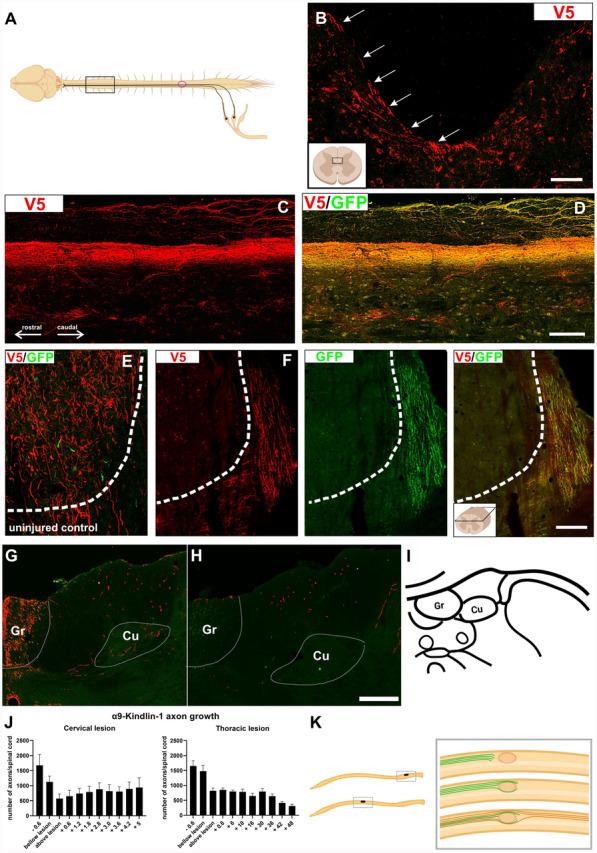 https://cdn.ncbi.nlm.nih.gov/pmc/blobs/1ca5/12048928/6ad7778fa7fd/40478_2025_1995_Fig4_HTML.jpg