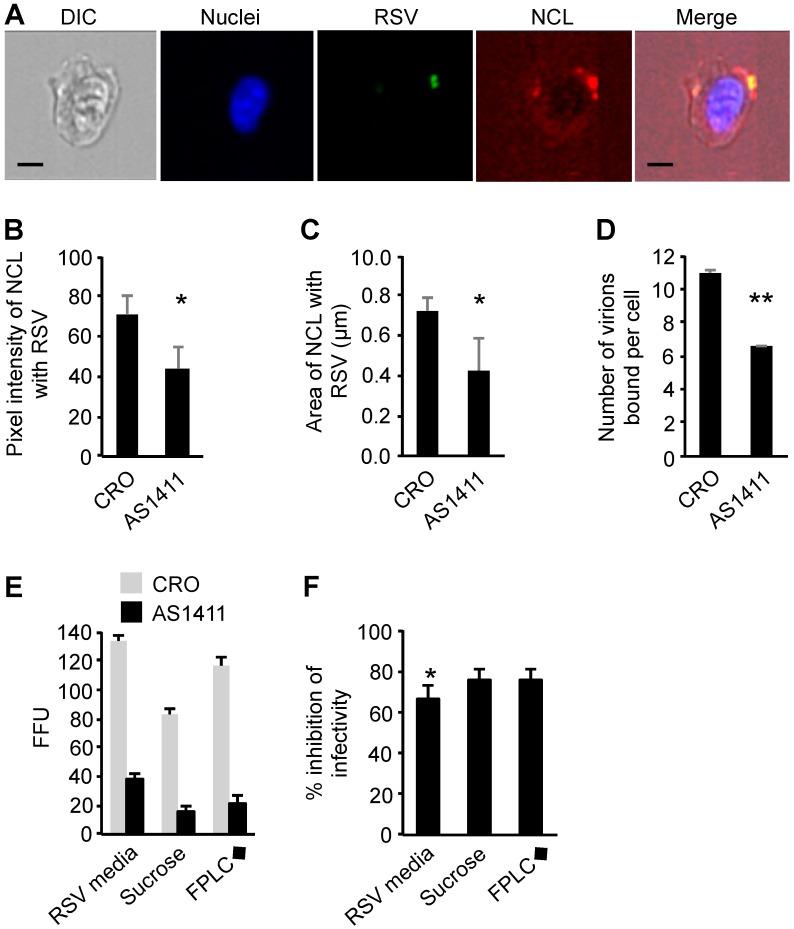 https://cdn.ncbi.nlm.nih.gov/pmc/blobs/1ca7/5580464/062efe6ab13a/viruses-09-00207-g003.jpg