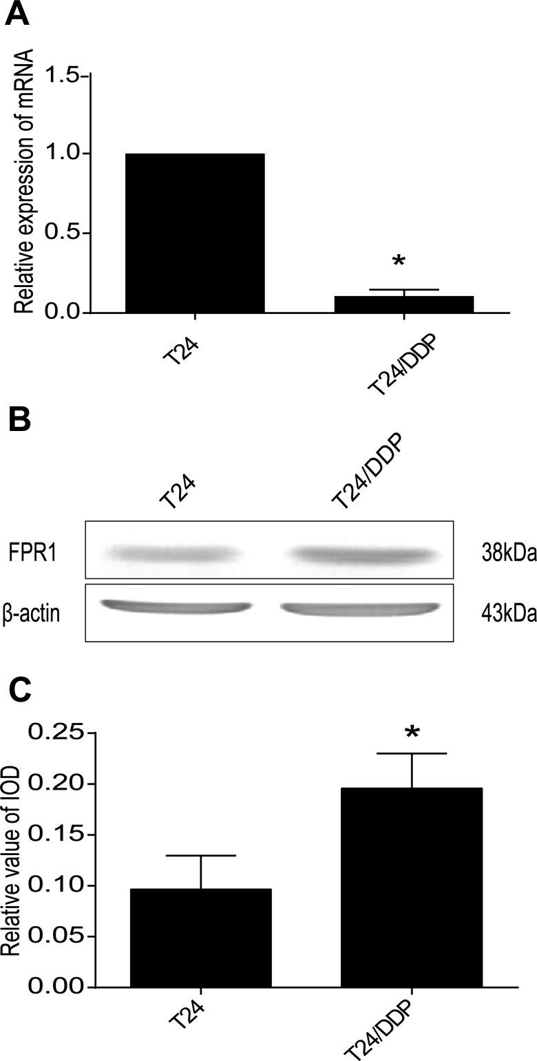 https://cdn.ncbi.nlm.nih.gov/pmc/blobs/1d2a/5912276/b6a88889554f/10.1177_1533034618769413-fig1.jpg