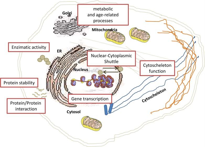 https://cdn.ncbi.nlm.nih.gov/pmc/blobs/1d5d/5342454/fdcccb81d865/oncotarget-07-55789-g002.jpg