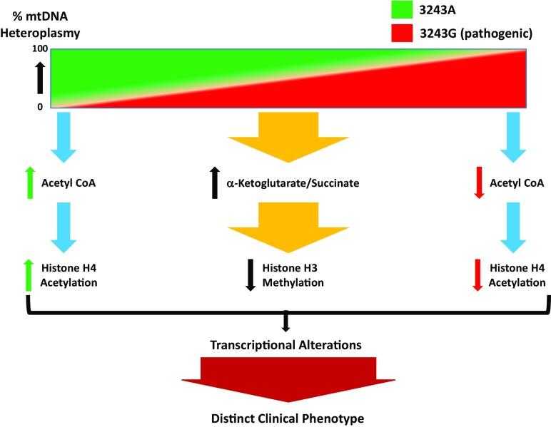 https://cdn.ncbi.nlm.nih.gov/pmc/blobs/1d60/6689900/033f4d185ff8/pnas.1909996116fig01.jpg