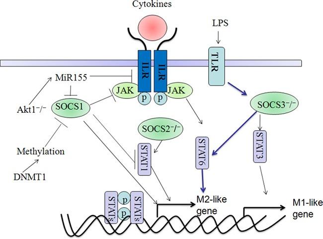 https://cdn.ncbi.nlm.nih.gov/pmc/blobs/1d67/5601173/420c50a0d991/oncotarget-08-60710-g004.jpg