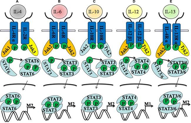 https://cdn.ncbi.nlm.nih.gov/pmc/blobs/1d67/5601173/592d8fb16fb2/oncotarget-08-60710-g003.jpg