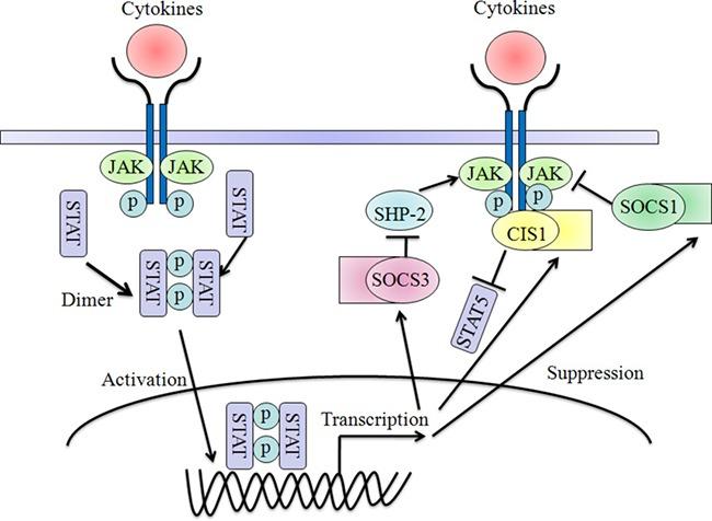 https://cdn.ncbi.nlm.nih.gov/pmc/blobs/1d67/5601173/dea3a8f401db/oncotarget-08-60710-g002.jpg
