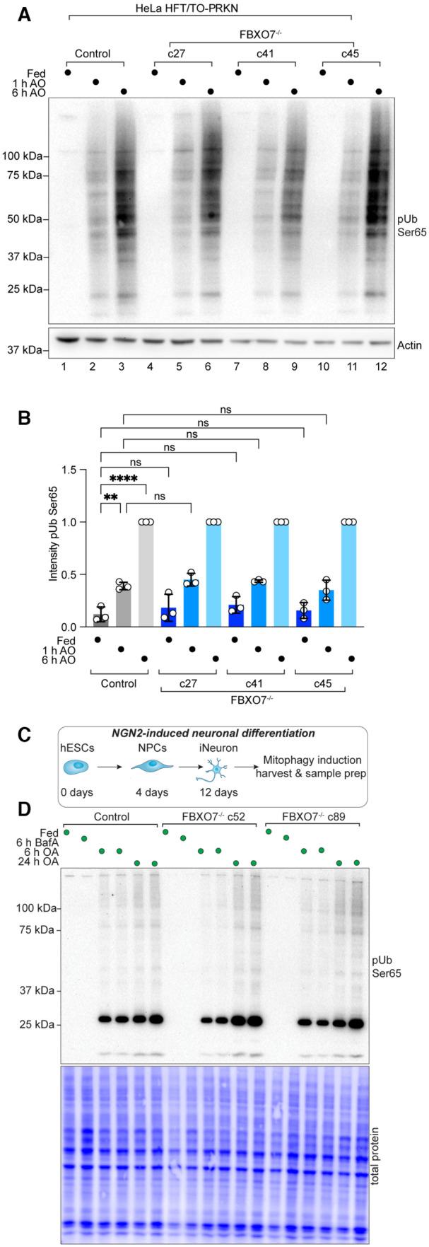 https://cdn.ncbi.nlm.nih.gov/pmc/blobs/1d71/10398645/b5d03eb36a64/EMBR-24-e56399-g010.jpg