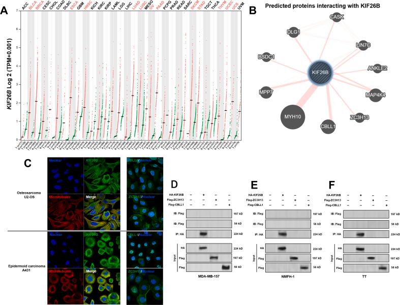 https://cdn.ncbi.nlm.nih.gov/pmc/blobs/1db8/8569326/370908887c6f/figs1.jpg