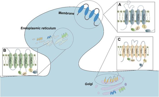 https://cdn.ncbi.nlm.nih.gov/pmc/blobs/1dbc/10824933/49d0a19f7cc5/fphar-14-1342830-g001.jpg