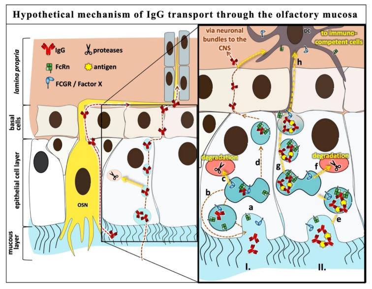 https://cdn.ncbi.nlm.nih.gov/pmc/blobs/1dd0/7690786/a58b47677f8c/pharmaceutics-12-01014-g006.jpg