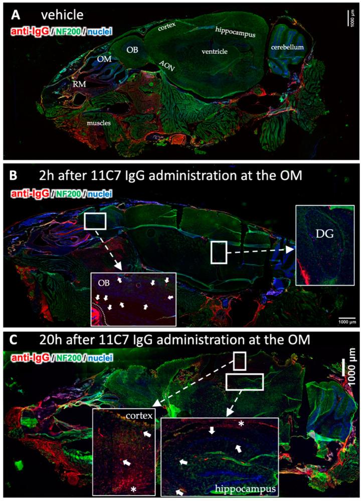 https://cdn.ncbi.nlm.nih.gov/pmc/blobs/1e03/8620656/22a8170cb949/pharmaceutics-13-01904-g006.jpg