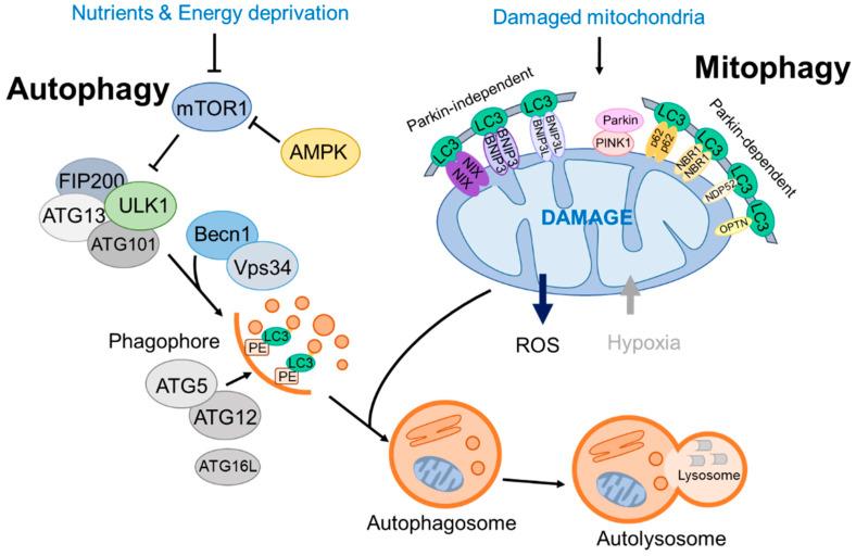 https://cdn.ncbi.nlm.nih.gov/pmc/blobs/1e39/10706449/1938ac10c103/cells-12-02742-g001.jpg