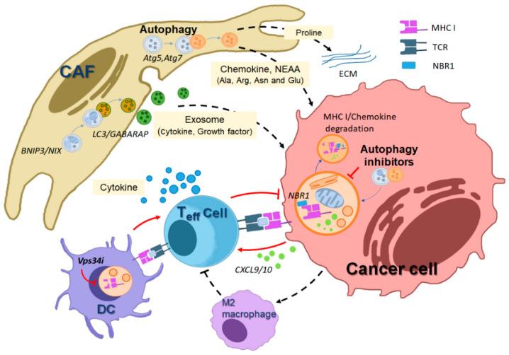 https://cdn.ncbi.nlm.nih.gov/pmc/blobs/1e39/10706449/7b0df8ee8643/cells-12-02742-g003.jpg