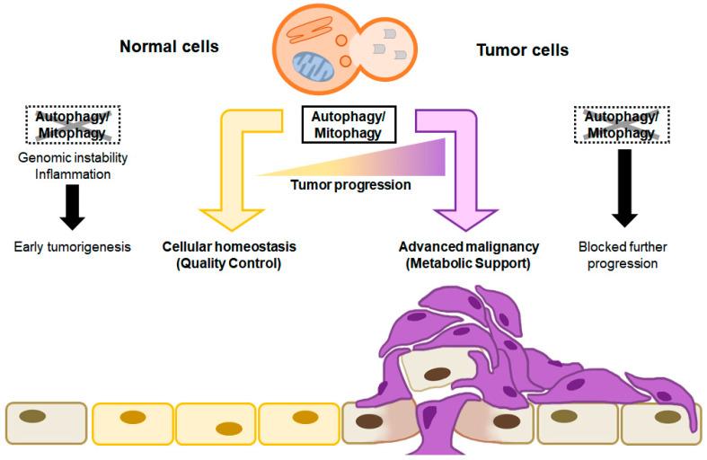 https://cdn.ncbi.nlm.nih.gov/pmc/blobs/1e39/10706449/977573dc35b3/cells-12-02742-g002.jpg