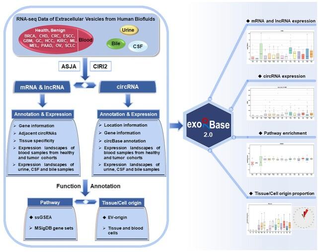 https://cdn.ncbi.nlm.nih.gov/pmc/blobs/1e49/8728150/a5c71b890d63/gkab1085fig1.jpg