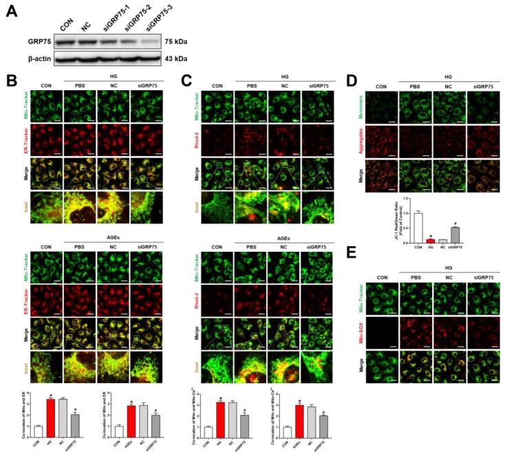 https://cdn.ncbi.nlm.nih.gov/pmc/blobs/1e60/9776029/03478079b26d/biomolecules-12-01778-g002.jpg
