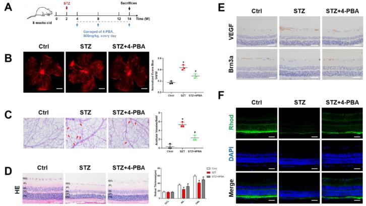 https://cdn.ncbi.nlm.nih.gov/pmc/blobs/1e60/9776029/086172222e4d/biomolecules-12-01778-g006.jpg