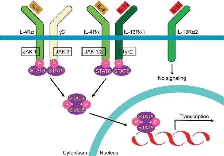 https://cdn.ncbi.nlm.nih.gov/pmc/blobs/1ea9/5589101/ec13d74eb35d/tcrm-13-1139Fig2.jpg