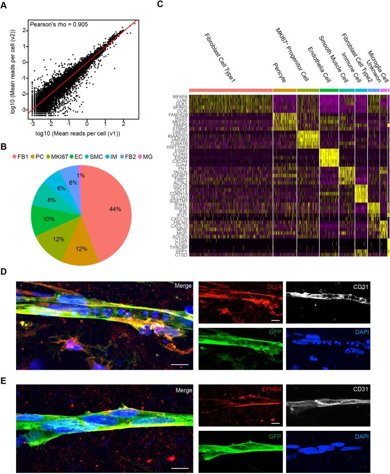 https://cdn.ncbi.nlm.nih.gov/pmc/blobs/1eb8/9246368/728551d21f51/elife-76707-fig2-figsupp1.jpg