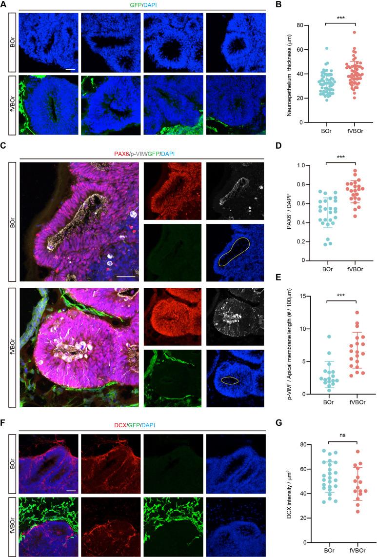 https://cdn.ncbi.nlm.nih.gov/pmc/blobs/1eb8/9246368/8052197aaf1e/elife-76707-fig6.jpg